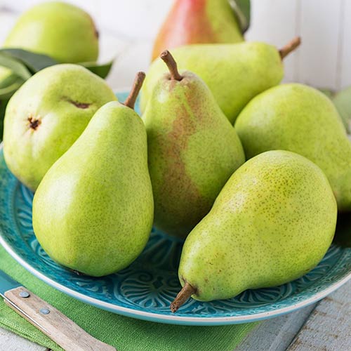 Круша Passe Crassane изображение 1 артикул 4307