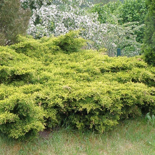 Ienupăr King Of Spring imagine 1 articol 4961