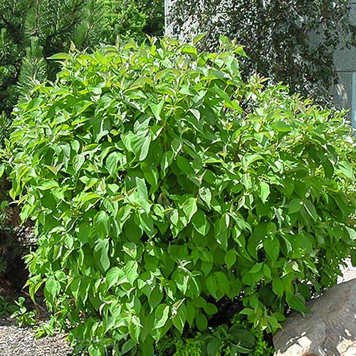 Обикновен дрян Sibirica изображение 1 артикул 9044