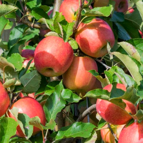 Măr Tramin imagine 1 articol 4854