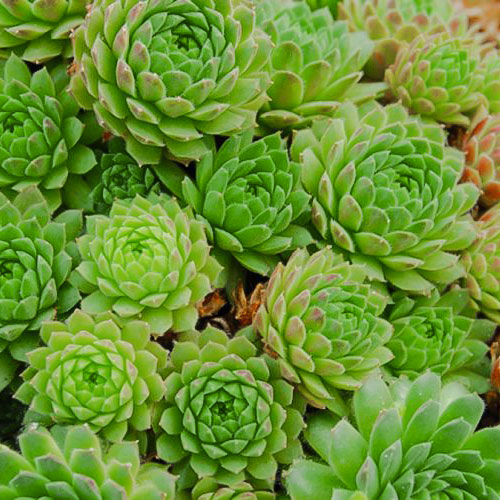 Sempervivum (Urechelniță) Sabat imagine 1 articol 01375