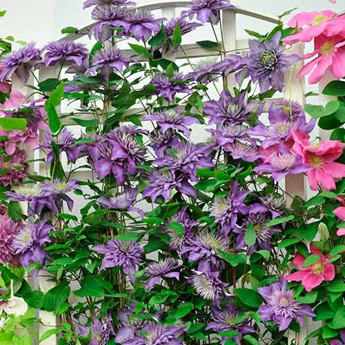 Clematis (Powojnik) Coco Lovers, P9 interface.image 1 interface.art 1555