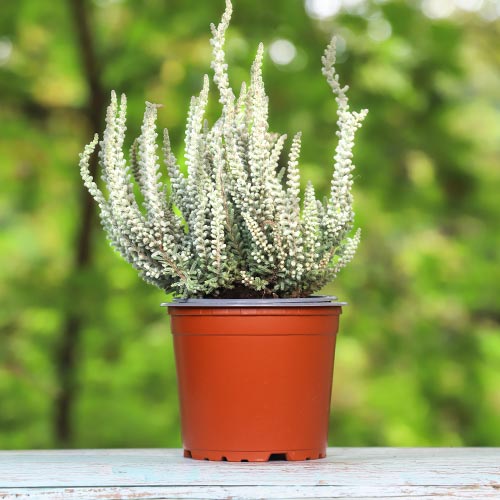 Calluna (Iarba neagra) Betty imagine 1 articol 5432