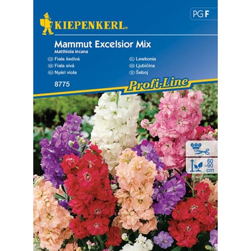 Scabiosa Mamut, mix multicolor imagine 1 articol 96558