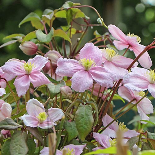 Клематис Grandiflora изображение 1 артикул 9052