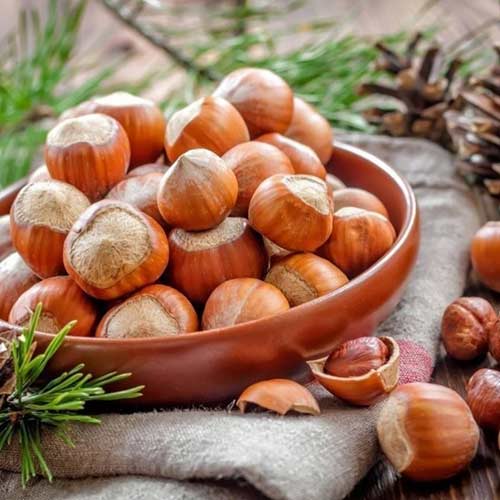 Лешник Kuban изображение 1 артикул 4282