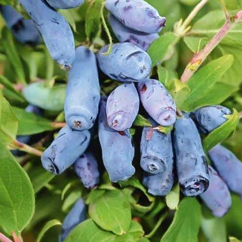 Орлов нокът ядлив Kamczadałka изображение 1 артикул 9307