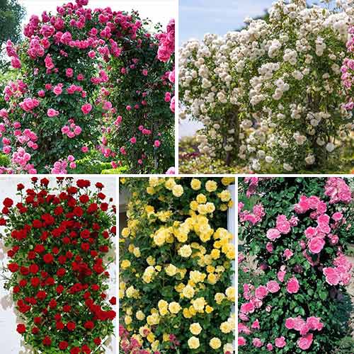 Супер предложения! Комплект катерещи се рози Top Garden, 5 разсада изображение 1 артикул 3697