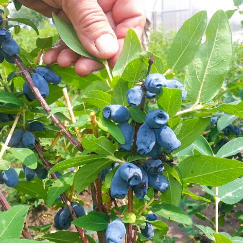 Орлов нокът ядлив Bakczarskaja изображение 1 артикул 9304