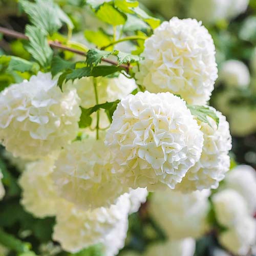 Калина Roseum, P9 изображение 1 артикул 9048