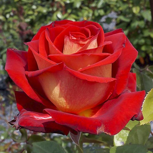 Роза чаен хибрид Bicolette, root ball изображение 1 артикул 2106