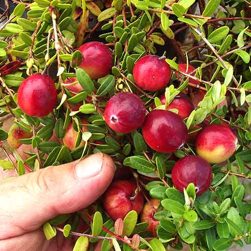 Merișor Stevens imagine 1 articol 9236