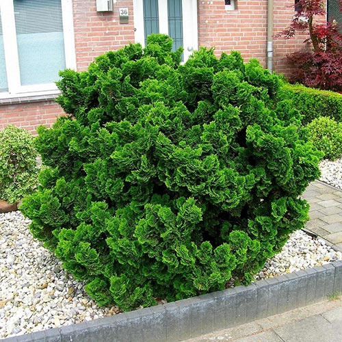 Лъжекипарис Filifera Nana изображение 1 артикул 9403