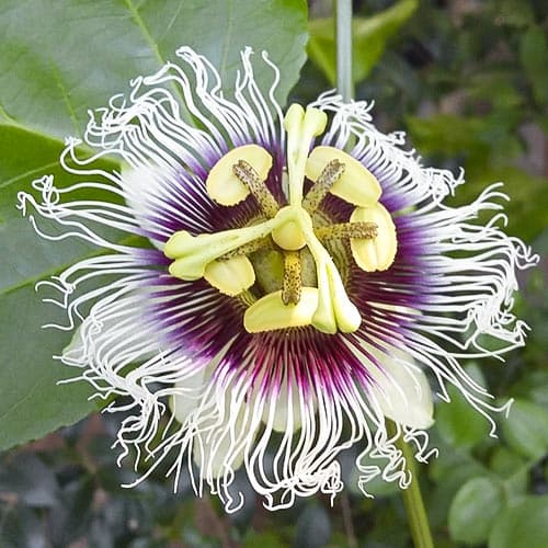 Floarea pasiunii (Passiflora) imagine 1 articol 76699