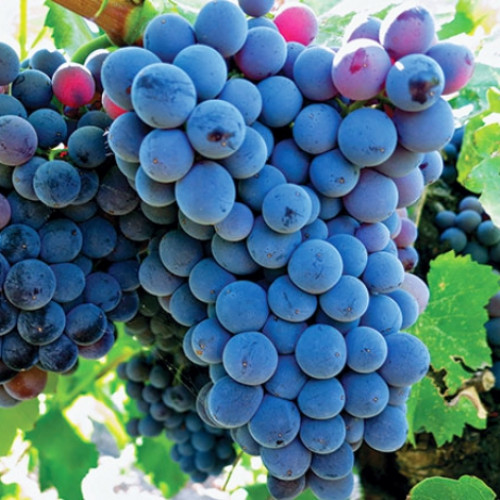 Лоза Adel Mine изображение 1 артикул 6950