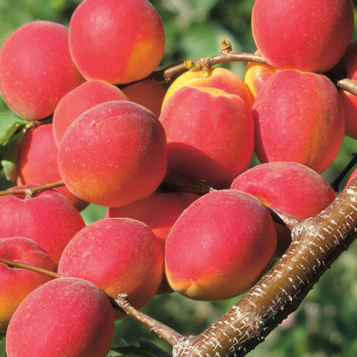 Кайсия Paroly изображение 1 артикул 7955