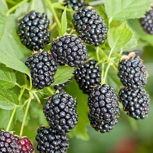 Къпина Gallant изображение 1 артикул 7050