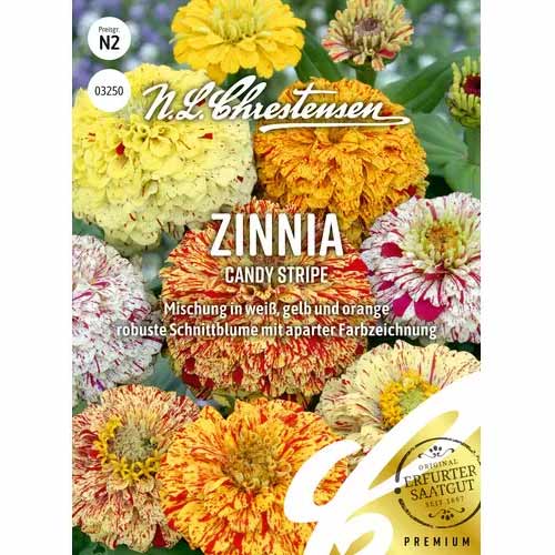 Zinnia (Cârciumăreasă) Candy Stripe imagine 1 articol 87356