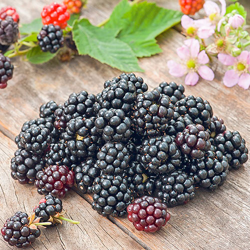 Къпина Gurgator изображение 1 артикул 7693