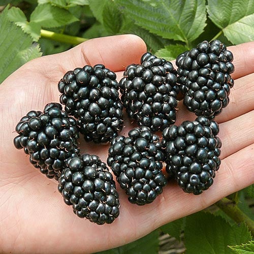 Къпина Thornfree изображение 1 артикул 7695