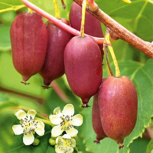 Mini-kiwi (actinidia) Jumbo interface.image 1 interface.art 9313