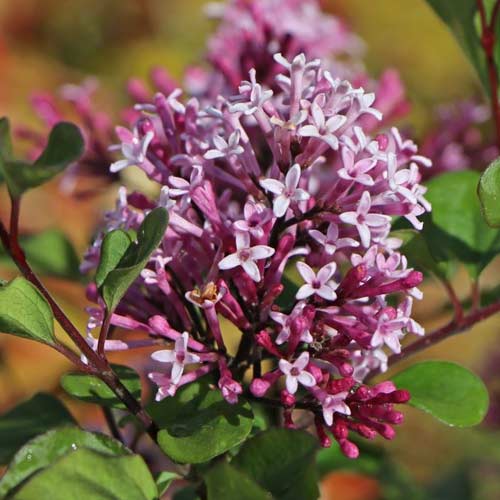 Liliac Red Pixie, C2 imagine 1 articol 4803