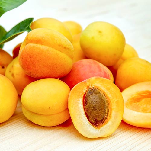 Кайсия Epidaurus изображение 1 артикул 4275