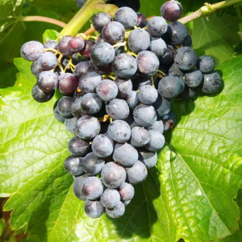 Лоза Muscat Bleu изображение 1 артикул 7341