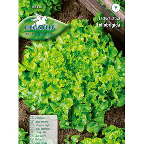 Salată Lollo Brigida imagine 1 articol 96677