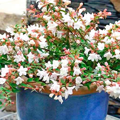 Abelia Cristal Charm imagine 1 articol 5582