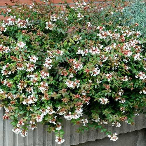 Abelia grandiflora Prostrata imagine 1 articol 4021