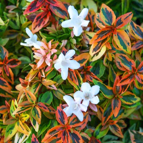 Abelia grandiflora Tricolor Charm imagine 2 articol 67800