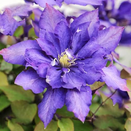 Clematis Daniel Deronda imagine 1 articol 1553