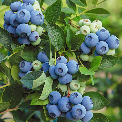 Afin Denis Blue imagine 1 articol 9220