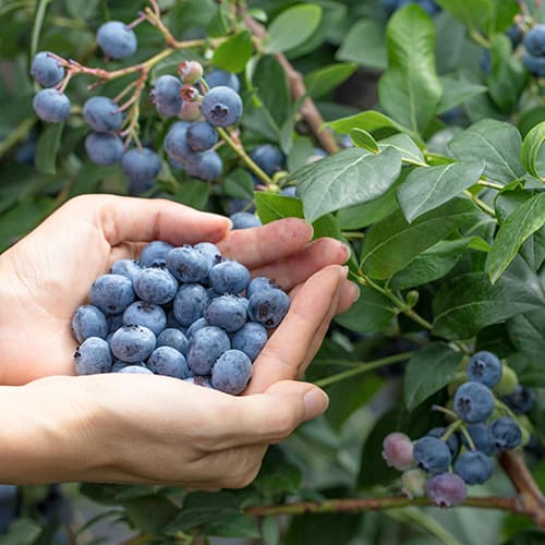 Afin Eliot, P9 imagine 1 articol 9327