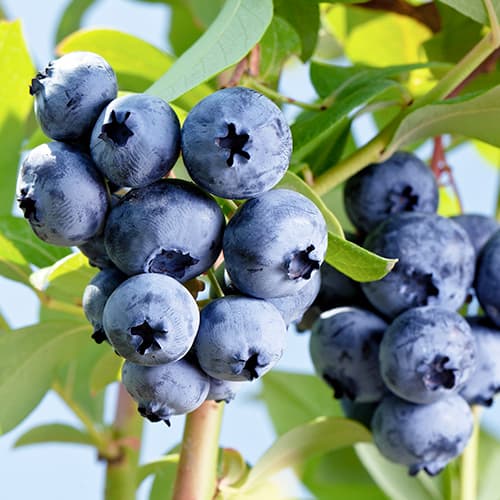 Afin Elizabeth, P9 imagine 1 articol 9300