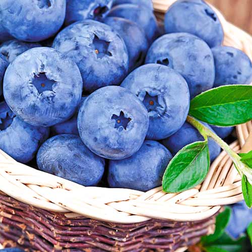 Afin Late Blue imagine 1 articol 9217