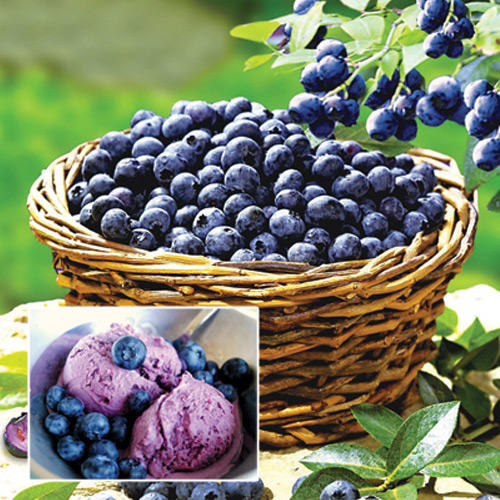 Afin Bonus imagine 1 articol 9244