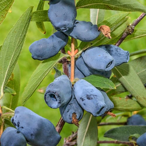 Afin siberian (Boabă de miere) Honeybee, P9 imagine 1 articol 1586