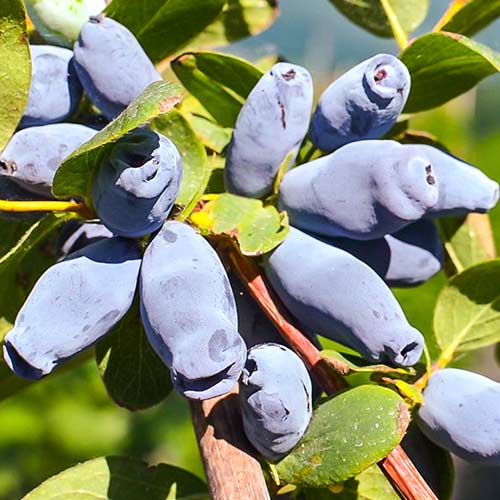 Afin siberian (Boabă de miere) Jolanta imagine 1 articol 9330