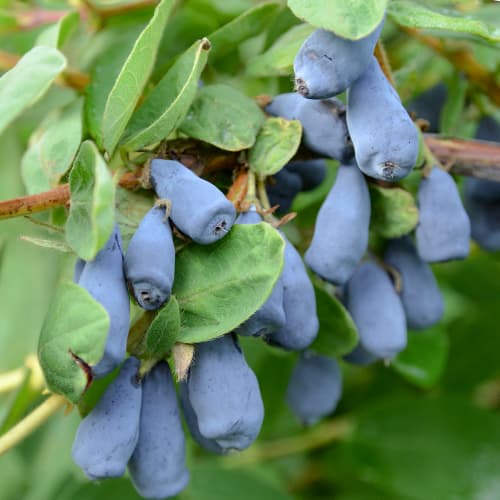 Afin siberian (Boabă de miere) Wojtek, P9 imagine 1 articol 9328