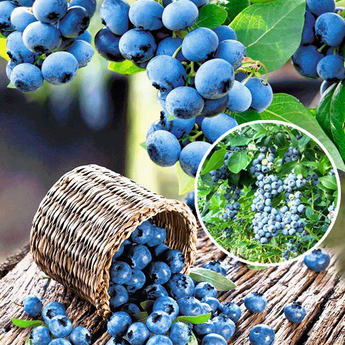 Afin Nord Blue imagine 1 articol 9215