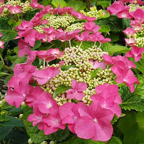 Hortensia macrophylla Fasan imagine 1 articol 4445