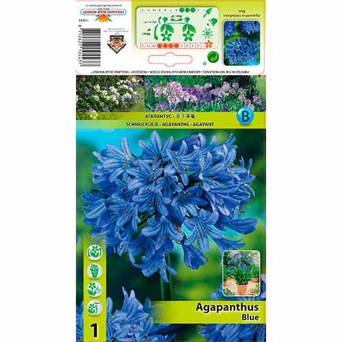 Агапантус Blue изображение 1 артикул 76157