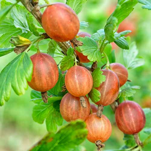 Agriş fără spini Captivator imagine 1 articol 7593