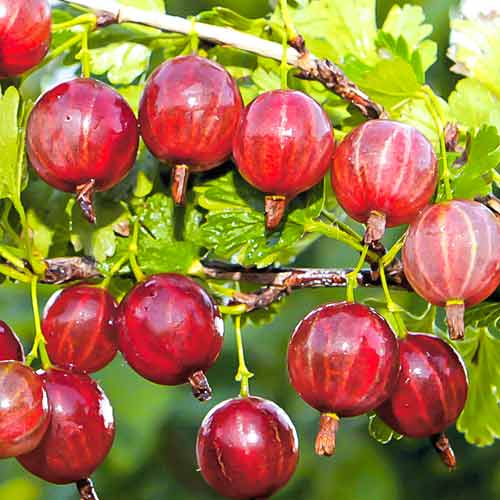 Agriș fără spini roz imagine 1 articol 7513