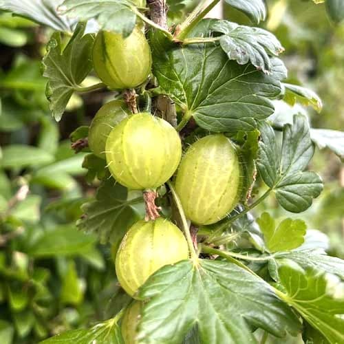 Agriș Invicta imagine 1 articol 7647