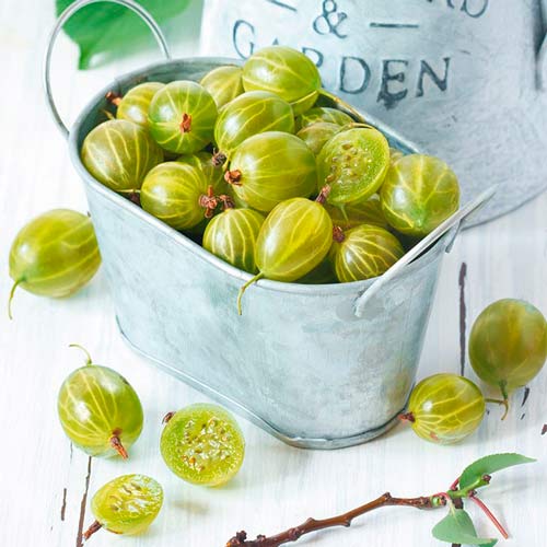 Agriș verde pe tulpină Hinnonmaki Green imagine 3 articol 8127