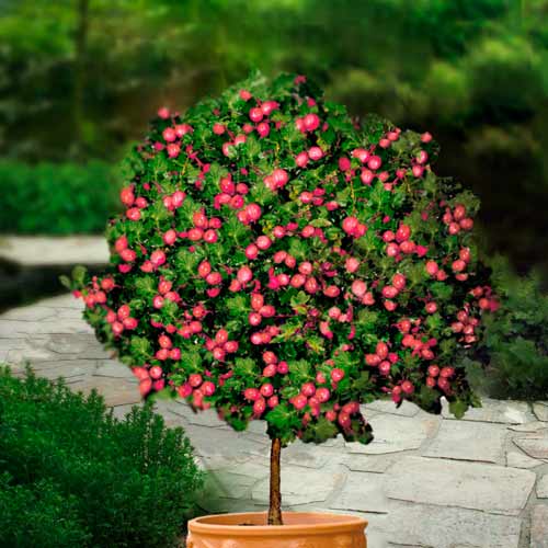 Agriș roșu pe tulpină Hinnonmaki Red imagine 1 articol 8128