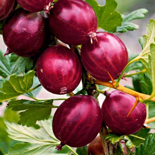 Agriș roșu pe tulpină Hinnonmaki Red imagine 2 articol 8128